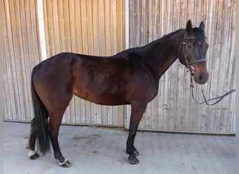 German Sport Horse, Mare, 7 years, 15.2 hh, Brown