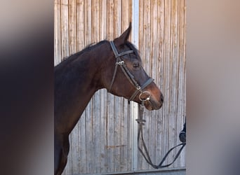German Sport Horse, Mare, 7 years, 15.2 hh, Brown