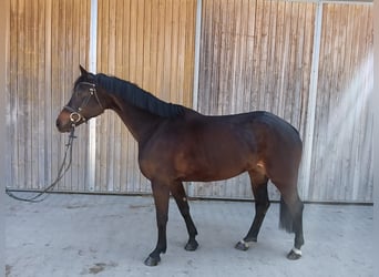 German Sport Horse, Mare, 7 years, 15.2 hh, Brown