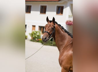 German Sport Horse, Mare, 7 years, 15.2 hh, Brown