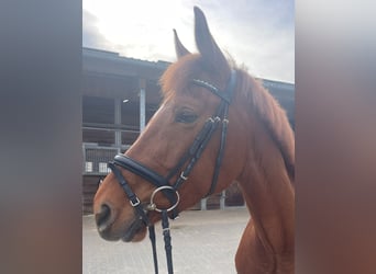 German Sport Horse, Mare, 7 years, 15.2 hh, Chestnut-Red