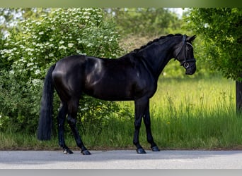 German Sport Horse, Mare, 7 years, 15.3 hh, Black