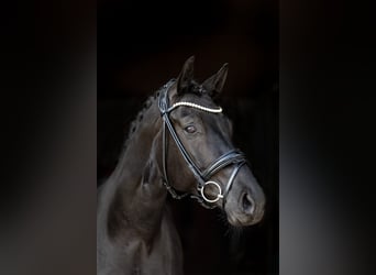 German Sport Horse, Mare, 7 years, 15.3 hh, Black