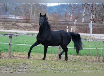 German Sport Horse, Mare, 7 years, 15.3 hh, Black