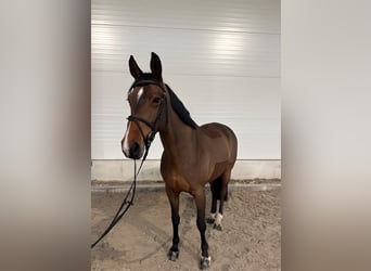 German Sport Horse, Mare, 7 years, 15,3 hh, Brown