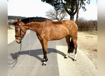 German Sport Horse, Mare, 7 years, 15,2 hh, Brown