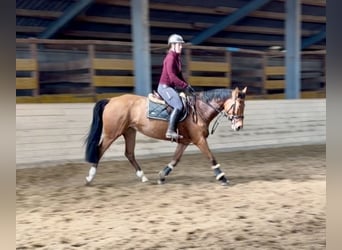 German Sport Horse, Mare, 7 years, 15,2 hh, Brown