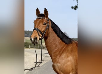 German Sport Horse, Mare, 7 years, 15,2 hh, Brown