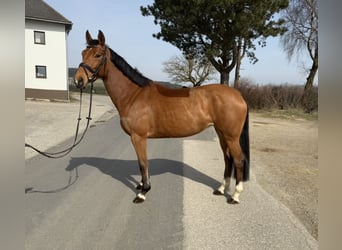 German Sport Horse, Mare, 7 years, 15,2 hh, Brown