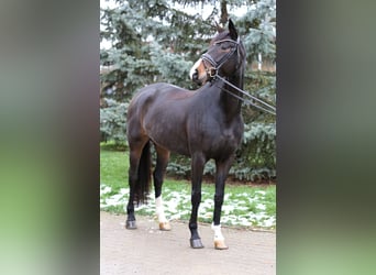 German Sport Horse, Mare, 7 years, 16,1 hh, Bay-Dark