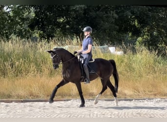 German Sport Horse, Mare, 7 years, 16.1 hh, Black