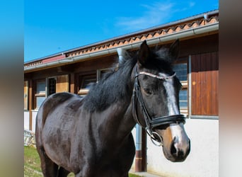 German Sport Horse, Mare, 7 years, 16.1 hh, Black
