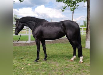 German Sport Horse, Mare, 7 years, 16.1 hh, Black