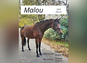 German Sport Horse, Mare, 7 years, 16.1 hh, Brown