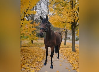 German Sport Horse, Mare, 7 years, 16.1 hh, Brown