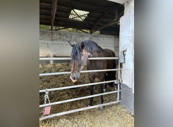 German Sport Horse, Mare, 7 years, 16.1 hh, Brown