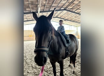 German Sport Horse, Mare, 7 years, 16.1 hh, Brown