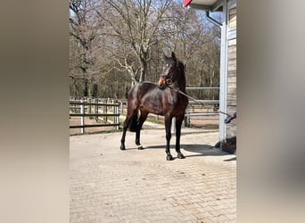 German Sport Horse, Mare, 7 years, 16.1 hh, Brown
