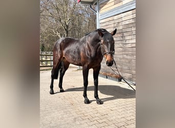 German Sport Horse, Mare, 7 years, 16.1 hh, Brown