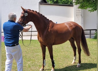 German Sport Horse, Mare, 7 years, 16.1 hh, Chestnut