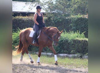 German Sport Horse, Mare, 7 years, 16.1 hh, Chestnut-Red