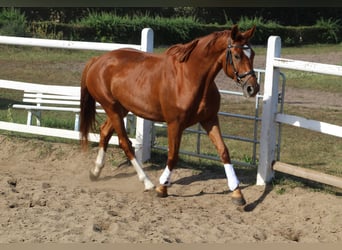 German Sport Horse, Mare, 7 years, 16.1 hh, Chestnut-Red