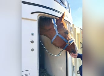 German Sport Horse, Mare, 7 years, 16.1 hh, Chestnut-Red