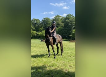 German Sport Horse, Mare, 7 years, 16.1 hh