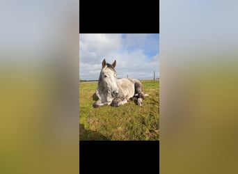 German Sport Horse, Mare, 7 years, 16.1 hh, Gray
