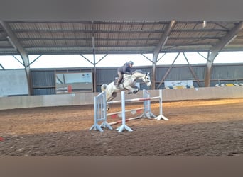 German Sport Horse, Mare, 7 years, 16.1 hh, Gray