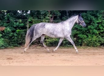 German Sport Horse, Mare, 7 years, 16.1 hh, Grey