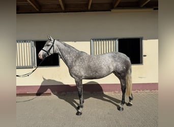 German Sport Horse, Mare, 7 years, 16.1 hh, Grey