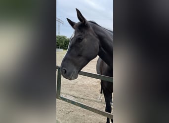 German Sport Horse, Mare, 7 years, 16.1 hh, Smoky-Black