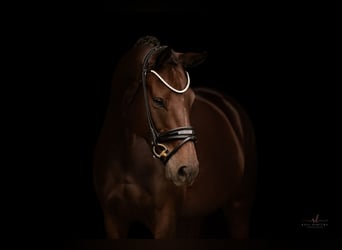 German Sport Horse, Mare, 7 years, 16.1 hh, Smoky-Black