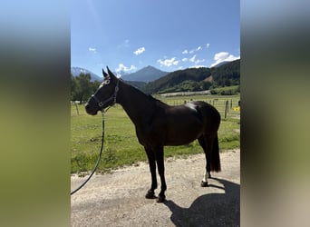 German Sport Horse, Mare, 7 years, 16.1 hh, Smoky-Black