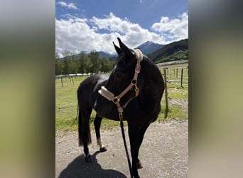 German Sport Horse, Mare, 7 years, 16.1 hh, Smoky-Black