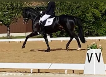 German Sport Horse, Mare, 7 years, 16,1 hh, Smoky-Black