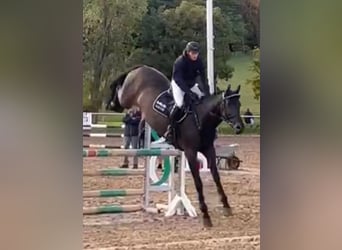 German Sport Horse, Mare, 7 years, 16.1 hh, Smoky-Black