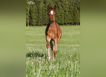 German Sport Horse, Mare, 7 years, 16.2 hh, Bay-Dark