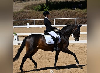 German Sport Horse, Mare, 7 years, 16.2 hh, Bay-Dark