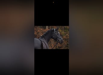 German Sport Horse, Mare, 7 years, 16.2 hh, Black