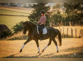 German Sport Horse, Mare, 7 years, 16.2 hh, Black