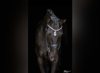 German Sport Horse, Mare, 7 years, 16,2 hh, Black