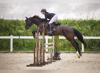 German Sport Horse, Mare, 7 years, 16.2 hh, Black