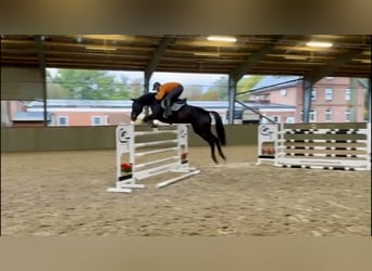 German Sport Horse, Mare, 7 years, 16,2 hh, Black