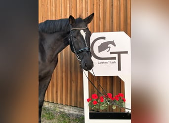 German Sport Horse, Mare, 7 years, 16,2 hh, Black