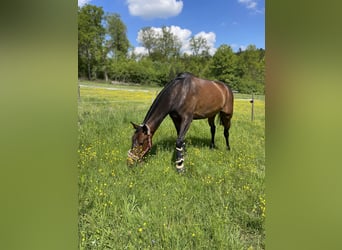 German Sport Horse, Mare, 7 years, 16.2 hh, Brown