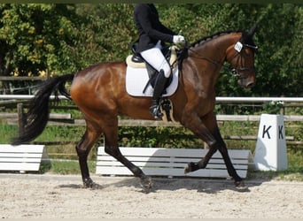 German Sport Horse, Mare, 7 years, 16.2 hh, Brown
