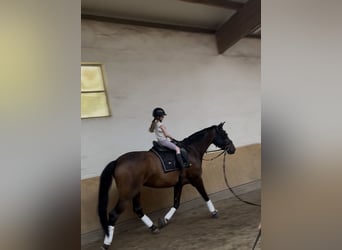 German Sport Horse, Mare, 7 years, 16.2 hh, Brown