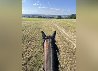 German Sport Horse, Mare, 7 years, 16.2 hh, Brown